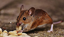 24 Hour & Emergency Exterminators in Cp Lejeune Mcb, NC